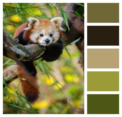 Carnivore Tree Red Panda Image